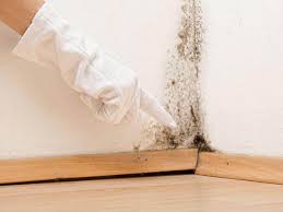 Mold Removal & Remediation